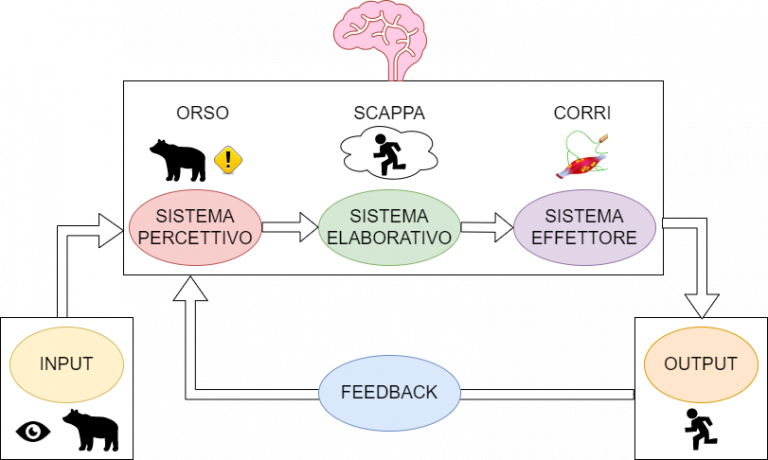Il movimento: la nostra funzione di trasporto - Brain in Training